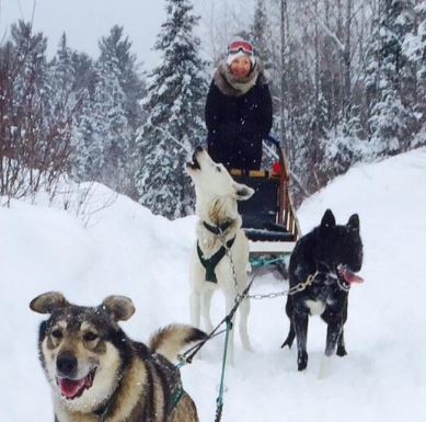 Liivi Hess dogsledding