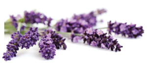 lavender essential oil for anxiety natural relief